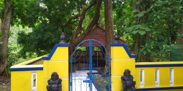 Hutan Jati Donoloyo: Sakralnya Sunyi, Lebatnya Sejarah